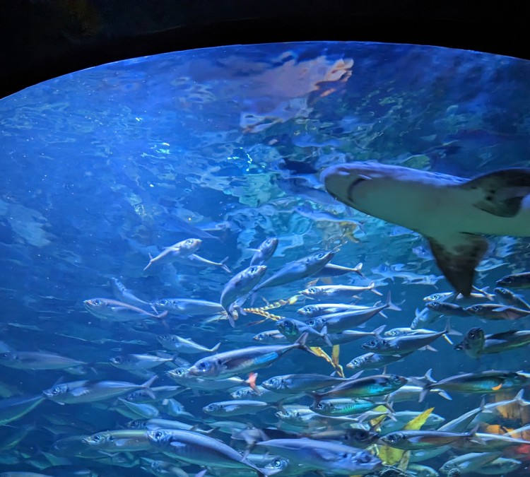 aquarium-at-the-boardwalk-photo